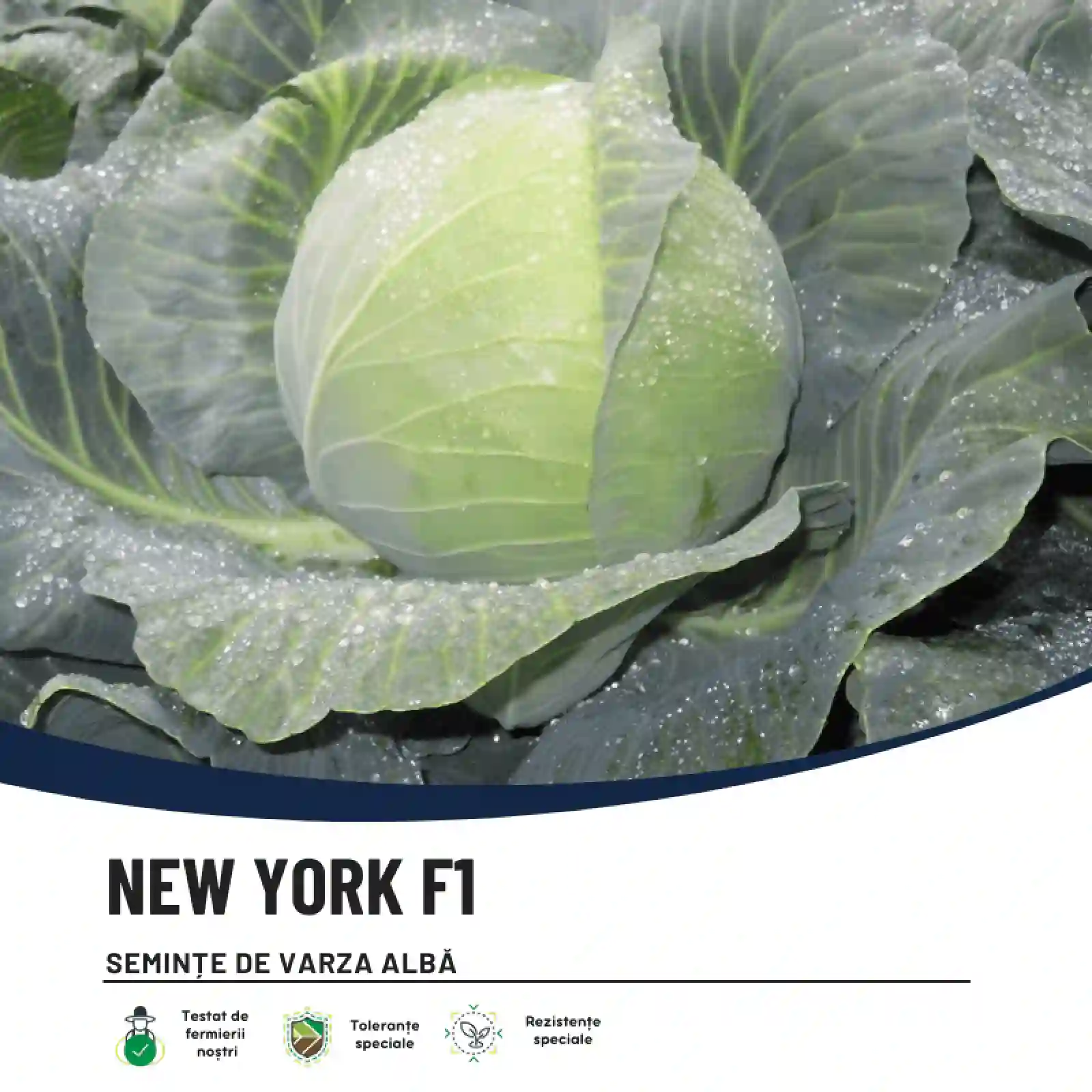 NEW YORK F1-2