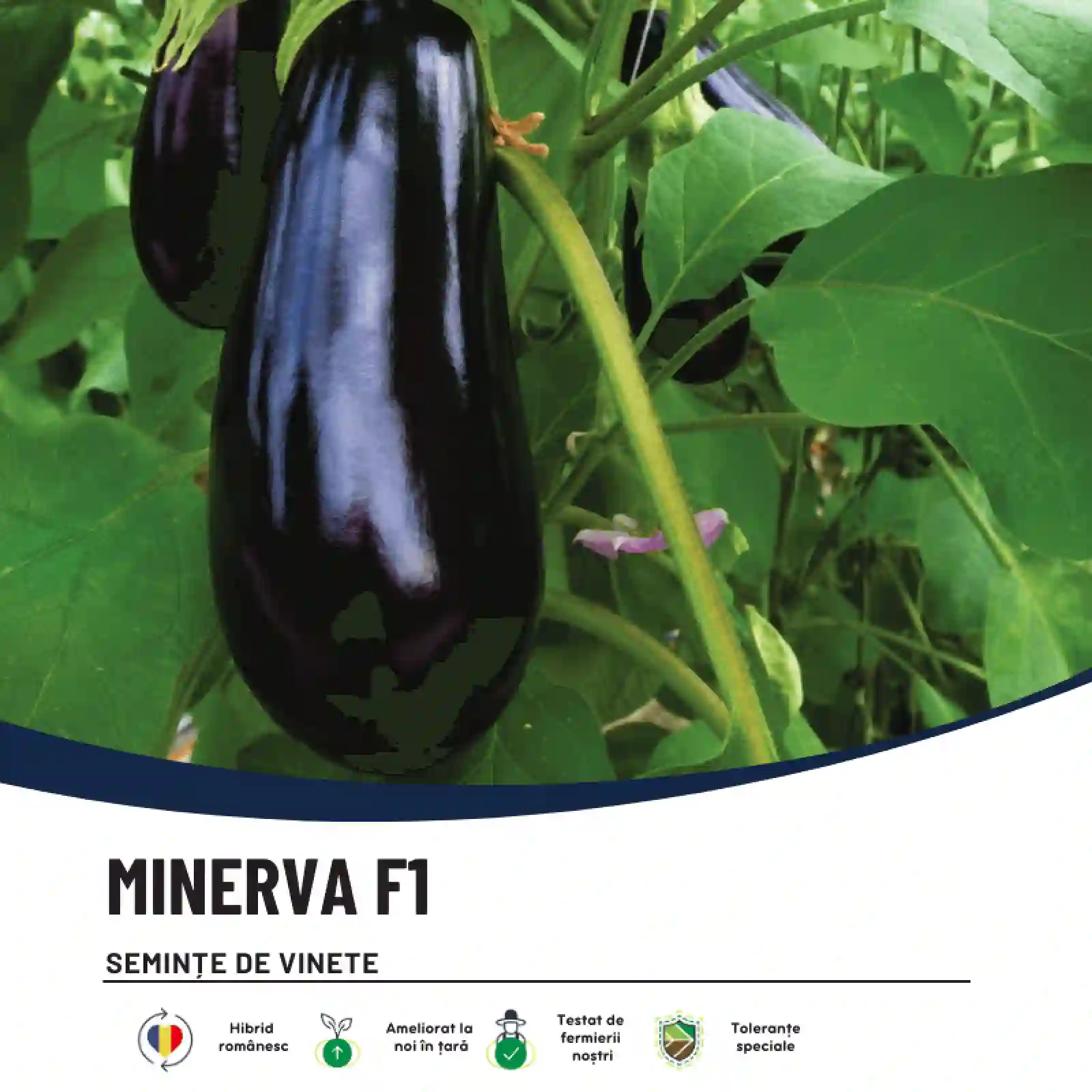MINERVA F1-2