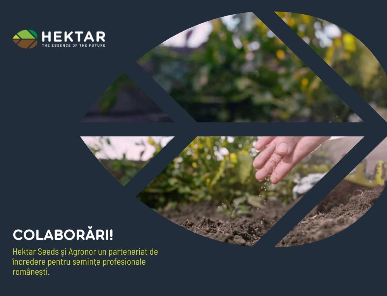 Hektar Seeds și Agronor, semințe profesionale românești la un click distanță!