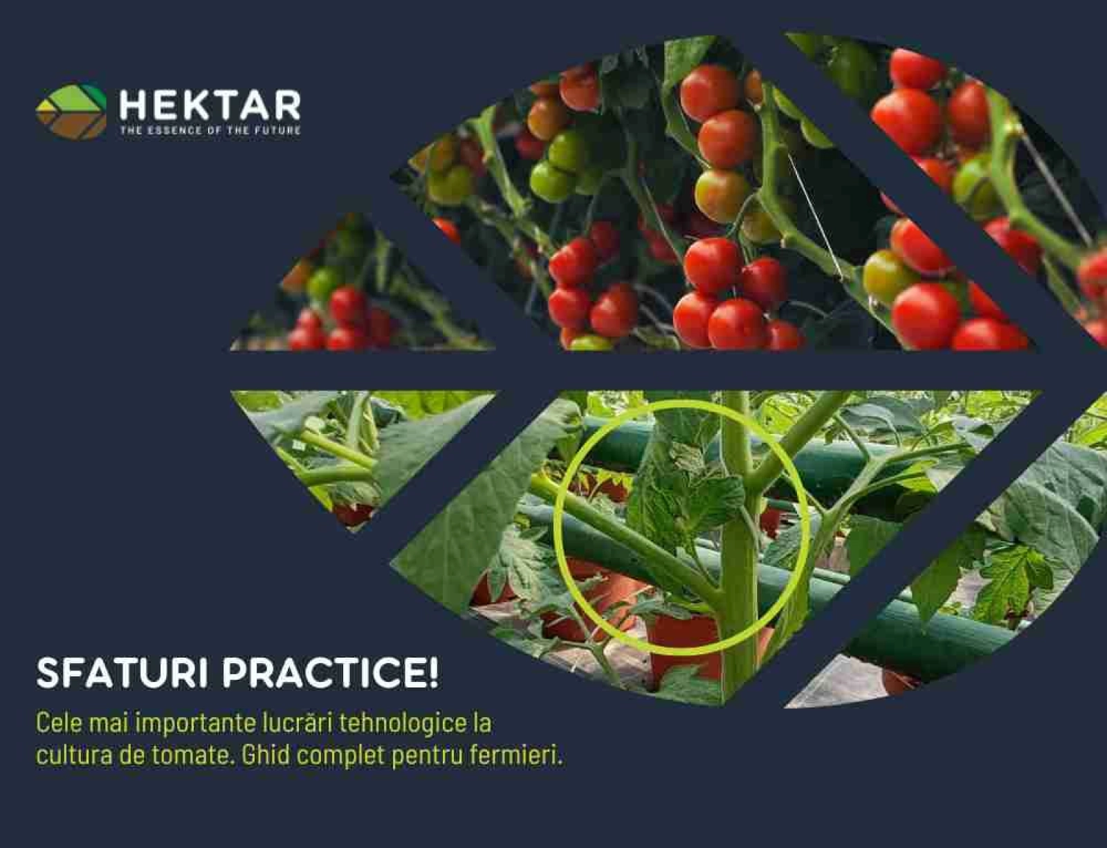 Cele mai importante lucrări tehnologice la cultura de tomate!