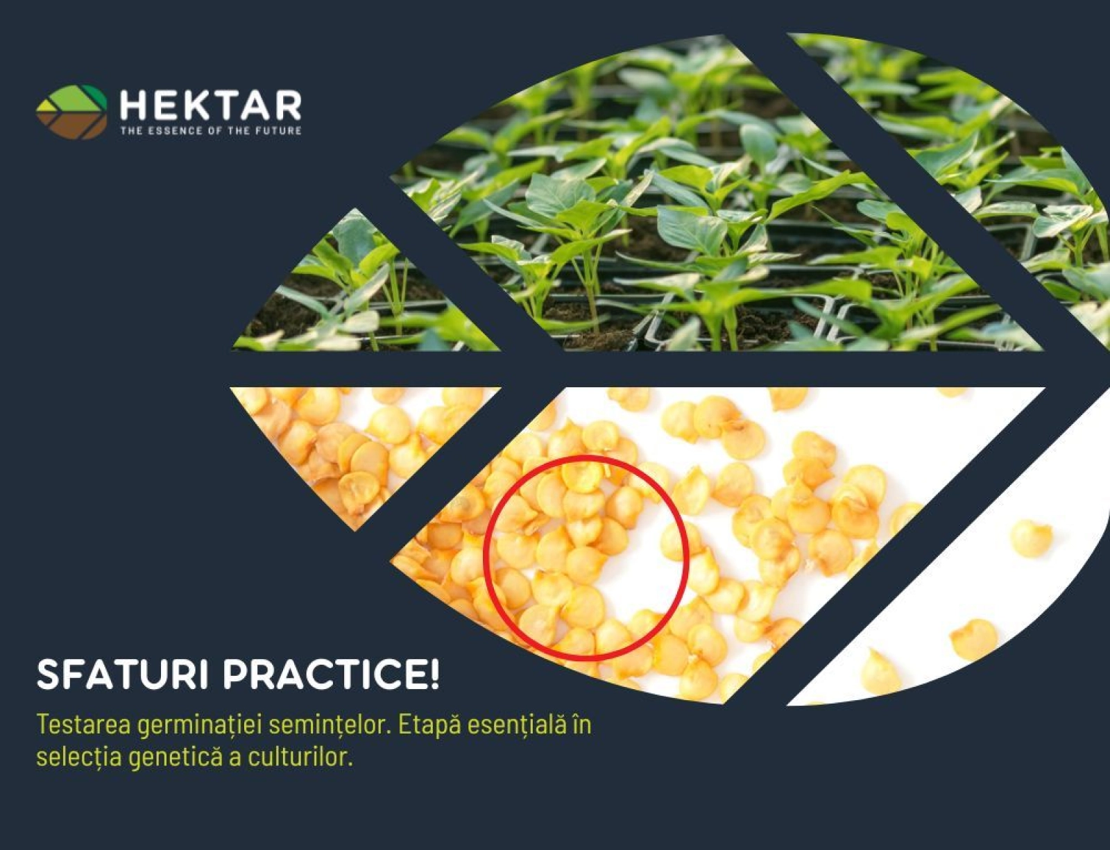Testarea germinației semințelor!
