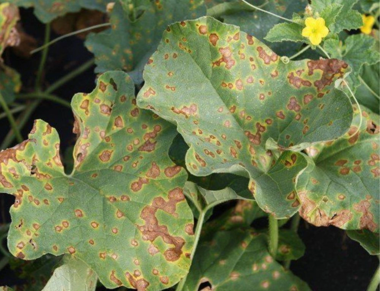 Alternarioza la Cucurbitaceae – Alternaria cucumerina