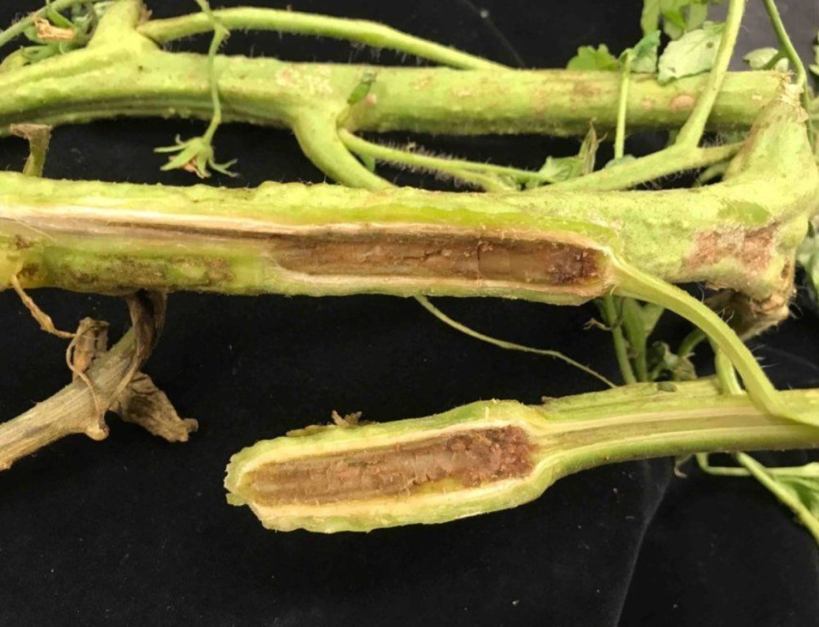 Necroza măduvei tulpinilor de tomate – Pseudomonas corrugata