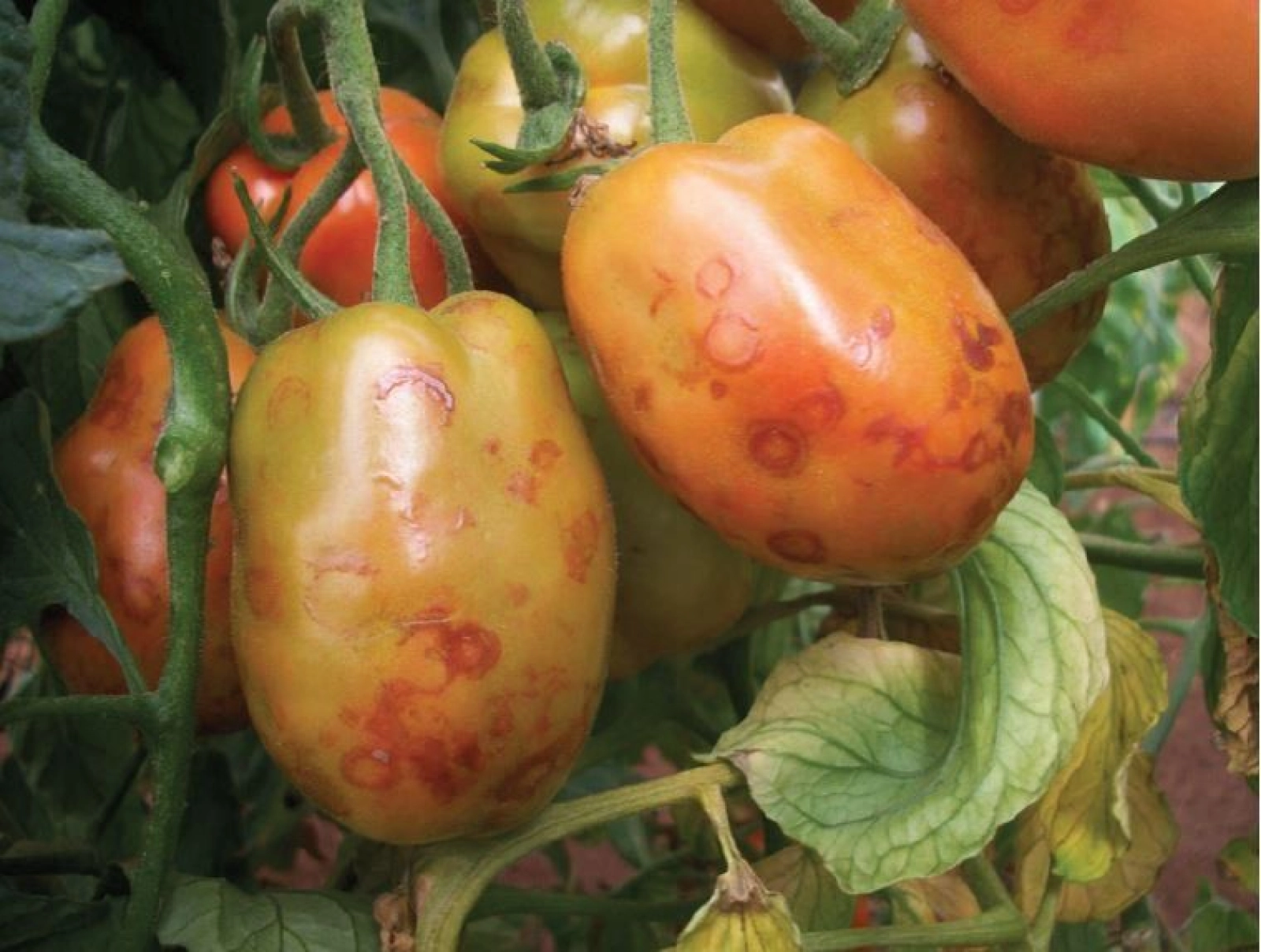 Virusul petelor de bronz – Tomato spotted wilt virus (TSWV)