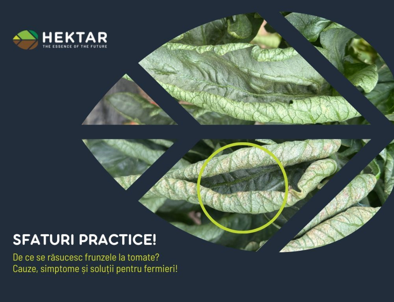 De ce se răsucesc frunzele la tomate?