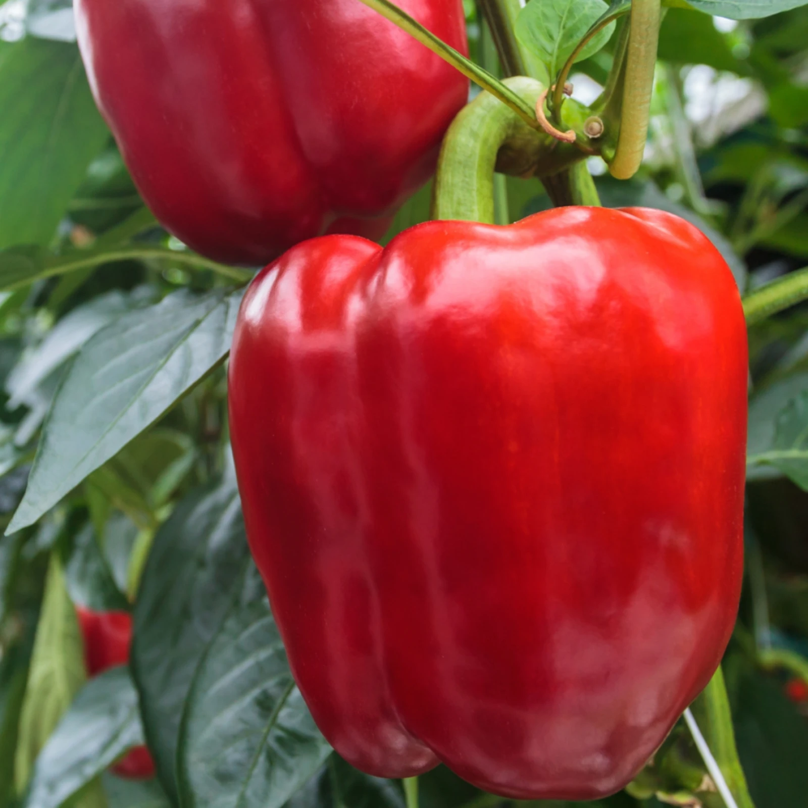 RUBENA F1 (HEK20P420 F1)-2