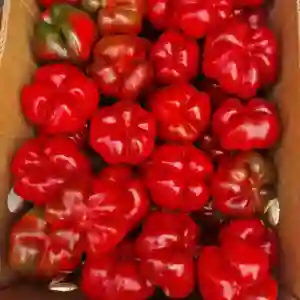 SCORILO F1