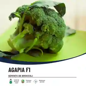 AGAPIA F1