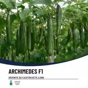 ARCHIMEDES F1