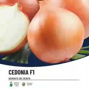 CEDONIA F1