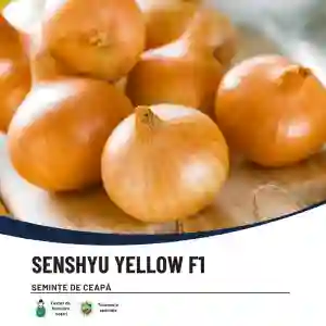 SENSHYU YELLOW