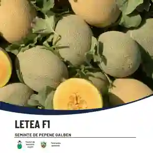 LETEA F1