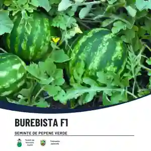 BUREBISTA F1