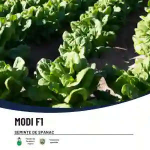 MODI F1