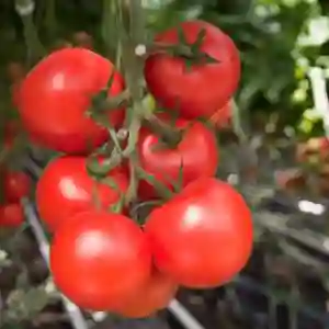 MOLDOVEANU F1