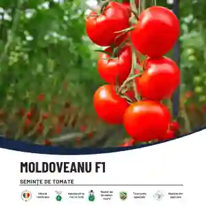 MOLDOVEANU F1