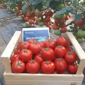 MOLDOVEANU F1