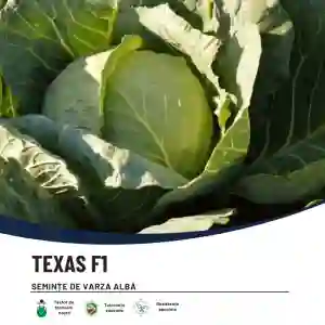 TEXAS F1