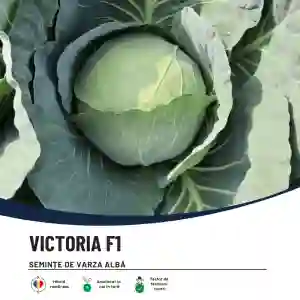 VICTORIA F1