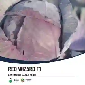 RED WIZARD F1