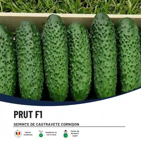 PRUT F1-main