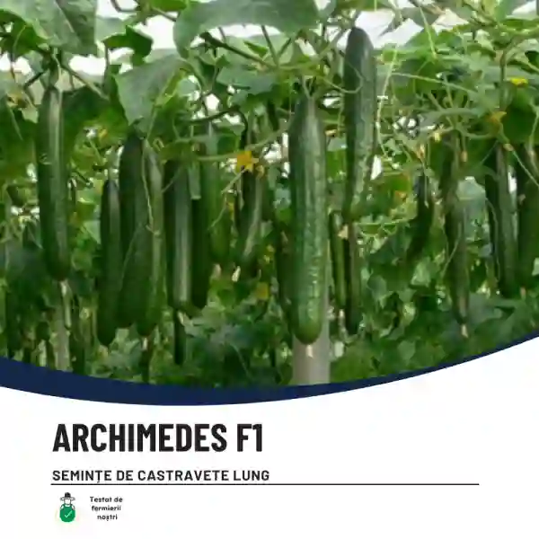 ARCHIMEDES F1-main