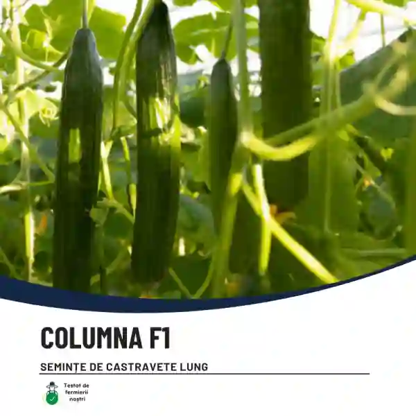 COLUMNA F1-main