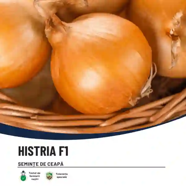 HISTRIA F1-main