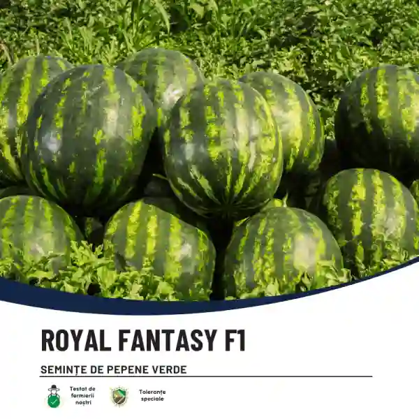 ROYAL FANTASY F1-main