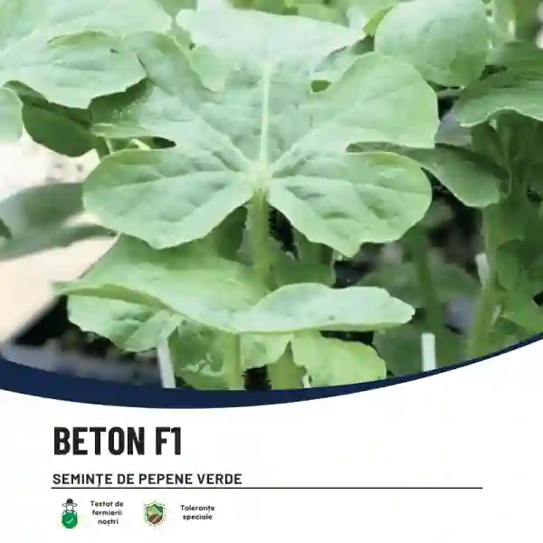 BETON F1-main