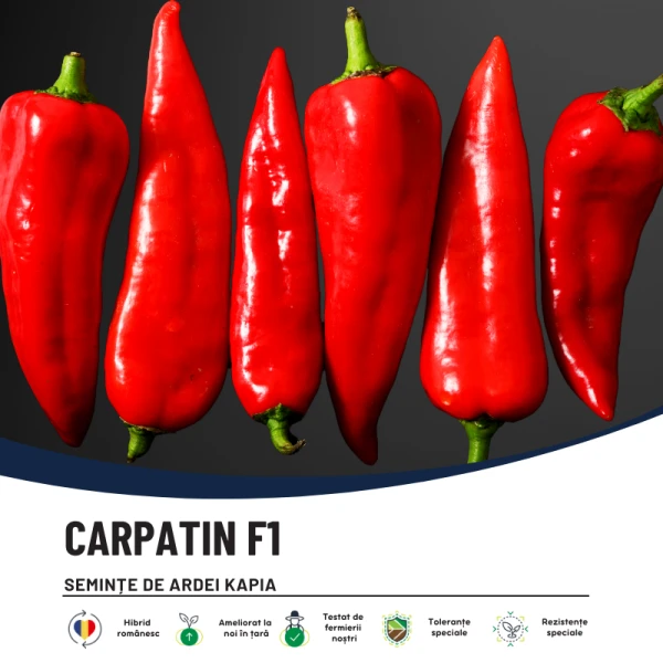 CARPATIN F1-main