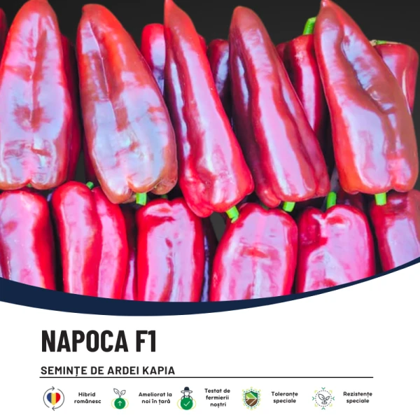 NAPOCA F1-main