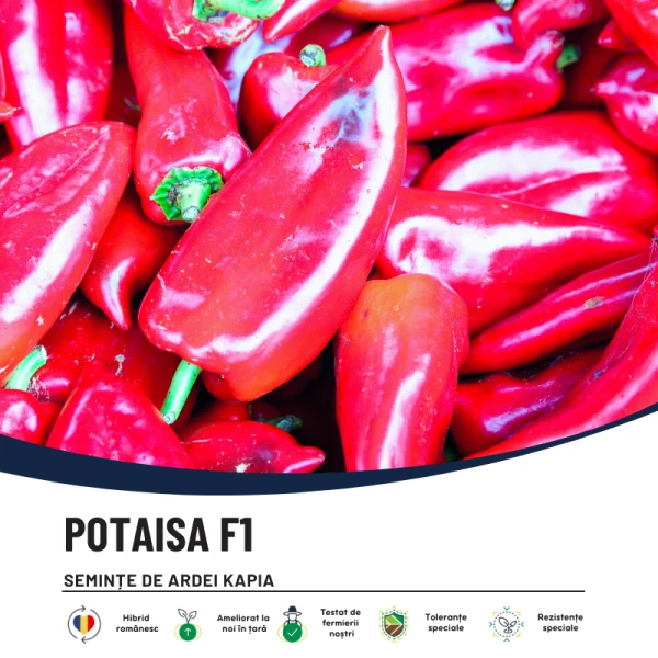 POTAISA F1-main