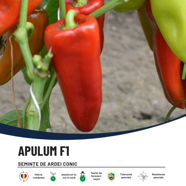 APULUM F1-main