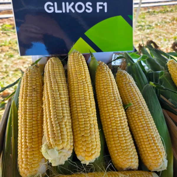 GLIKOS F1-main